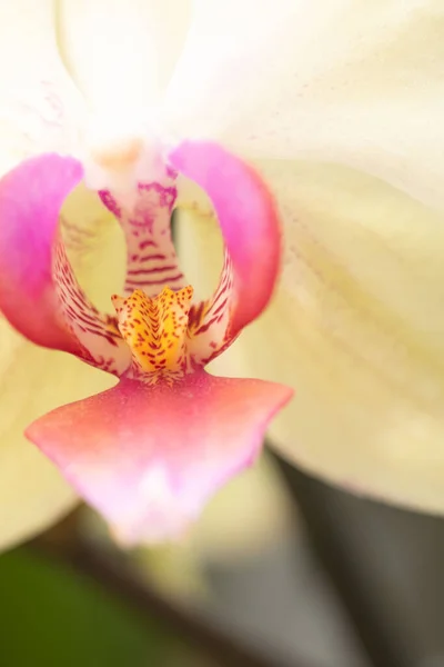 Phalaenopsis Híbrido Macro Flor Orquídea —  Fotos de Stock