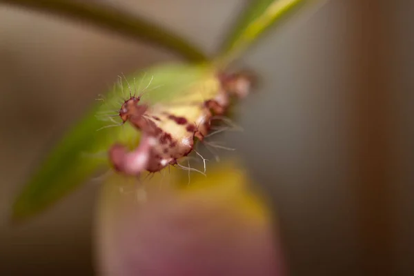 Lady Slipper Orchid Paphiopedilum Hybrid Pinocchio Macro Flower — Stock Photo, Image