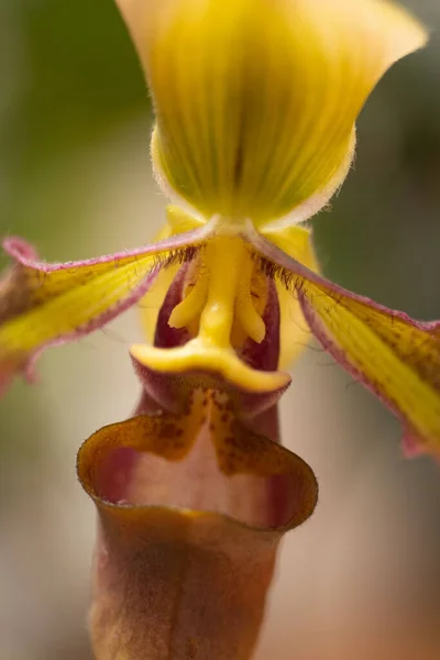 Paphiopedilum Hookeriae Species Macro Flower Lady Slipper Orchid —  Fotos de Stock