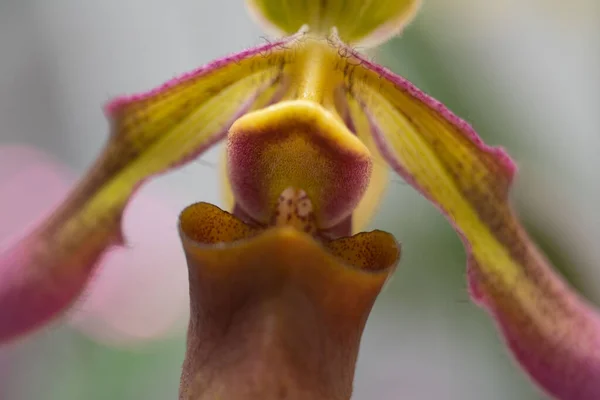 Paphiopedilum Hookeriae Espèces Macro Fleur Dame Pantoufle Orchidée — Photo