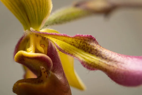 Paphiopedilum Hookeriae Species Macro Flower Lady Slipper Orchid —  Fotos de Stock