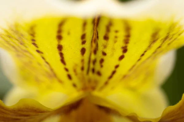 Lady Slipper Orchid Paphiopedilum Hybrid Macro Flower — Stock Photo, Image