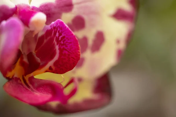 Phalaenopsis Miki Taç Makro Çiçek Orkidesi