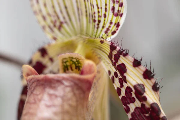 Paphiopedilum Argus Especie Dama Zapatilla Orquídea Macro Flor —  Fotos de Stock