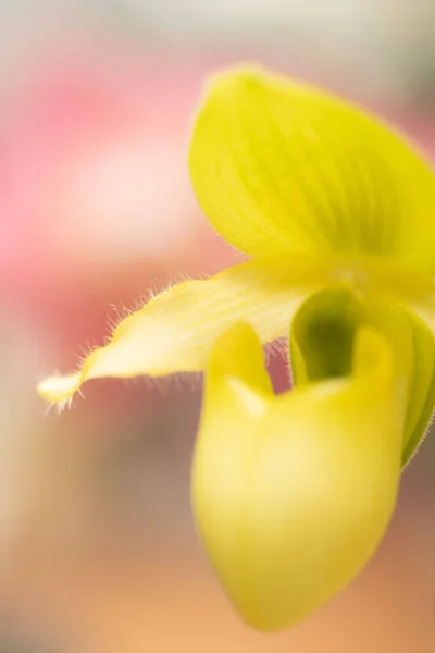 Amarelo Primulinum Senhora Chinelo Paphiopedilum Espécie Orquídea Macro Flor — Fotografia de Stock