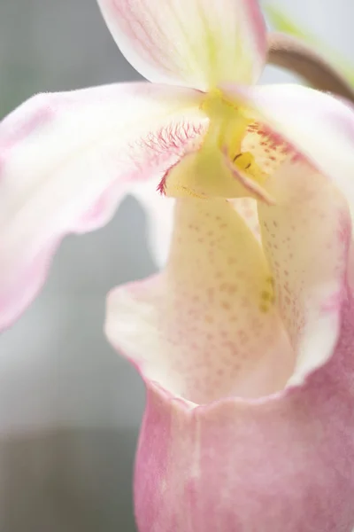 Phragmipedium Calurum orkide çiçeği makro pembe ve beyaz kıllı