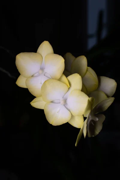 Siyah üzerine sarı orkide, yeşil küre falaenopsis.