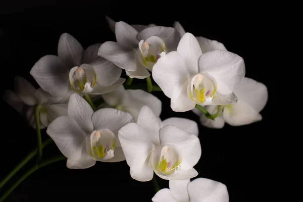 Siyah Üzerine Falaenopsis Amabilis Orkide Türü — Stok fotoğraf