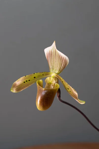 Paphiopedilum Tonsum Dama Zapatilla Orquídea Sobre Fondo Neutro —  Fotos de Stock