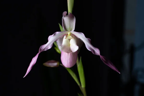 Koyu arkaplanda Phragmipedium Calurum orkidesi
