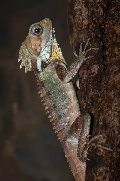 Boyds Forest Dragon Resting Tree Trunk — Stock Photo, Image