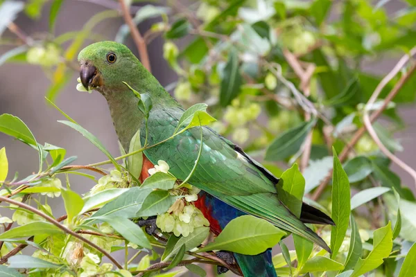 Papagaio Rei Australiano Fêmea Alimentando Sementes Hop Bush — Fotografia de Stock