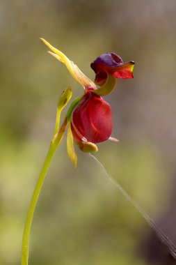 Uçan Ördek Çiçekli Orkide