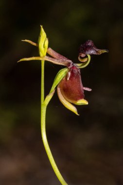 Uçan Ördek Çiçekli Orkide