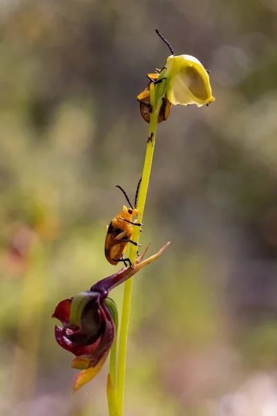 Dendrobium Käfer Ernähren Sich Von Einer Fliegenden Entenorchidee — Stockfoto