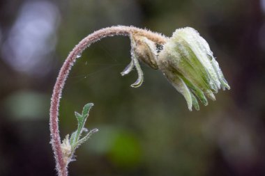 Serin ve nemli bir günde açılmadan önce Flannel Çiçeği