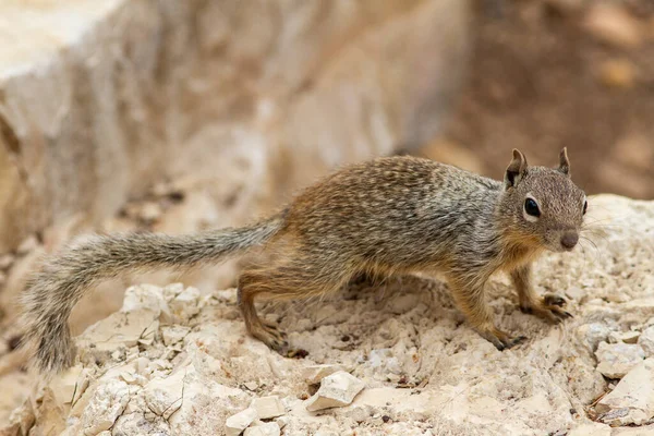 Rock Squirrel Paused Rock Outcrop — Stock Photo, Image