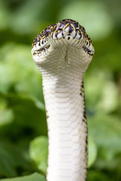 Australian Diamond Python Com Cabeça Levantada Mostrando Escalonamento Poços Detecção — Fotografia de Stock