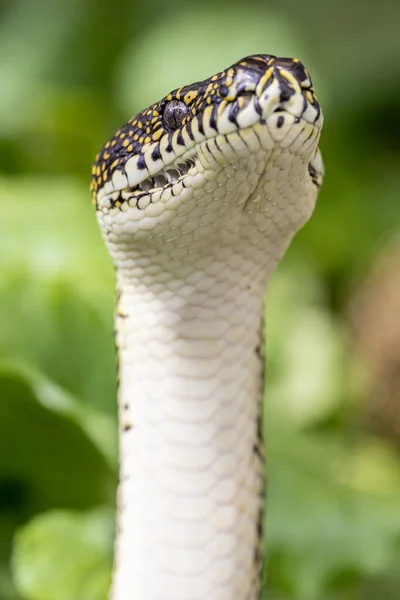 Australian Diamond Python Com Cabeça Levantada Mostrando Escalonamento Poços Detecção — Fotografia de Stock