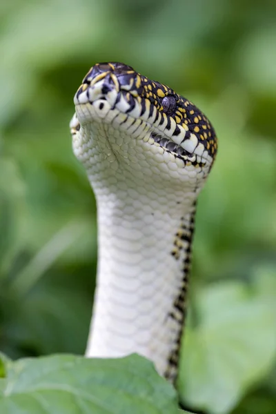 Australian Diamond Python Head Raised Showing Scalation Labial Heat Sensing — Stock Photo, Image