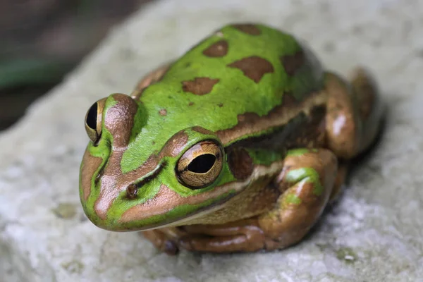 Australian Green Golden Bell Frog — Stock fotografie