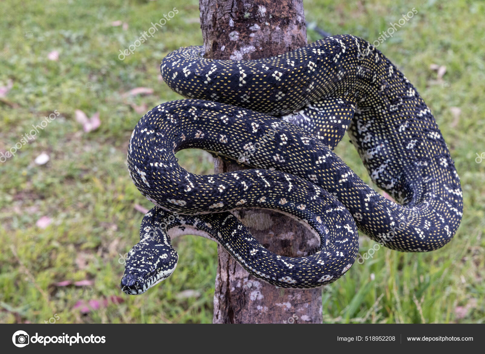 Australian Non Venomous Diamond Python — Stock Photo © kengriffiths ...