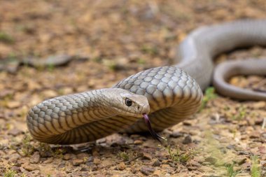 Avustralya 'nın son derece zehirli doğu kahverengi yılanı dilini titretiyor.