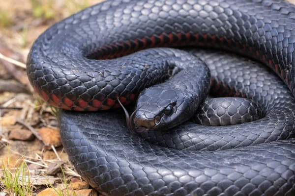 Australian Red Bllied Black Snake Parpadeando Lengua — Foto de Stock