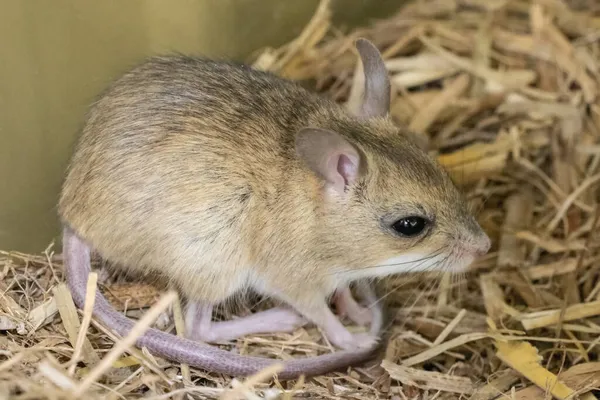 Tiny Australian Spinifex Hopping Mouse — Stock Photo, Image