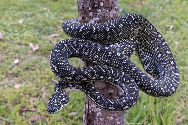 Australische Nicht Giftige Diamantpython — Stockfoto