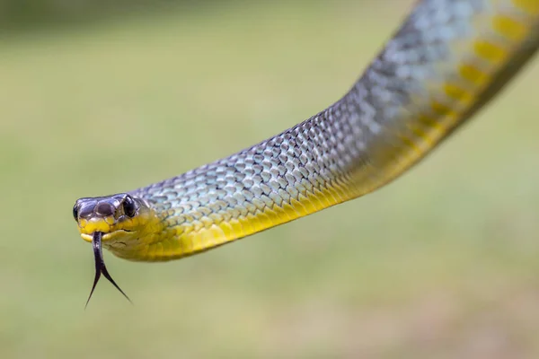 Australische Nicht Giftige Baumnatter Flackert Zunge — Stockfoto