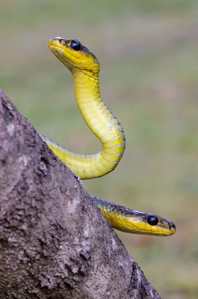 Australische Niet Giftige Boomslangen — Stockfoto