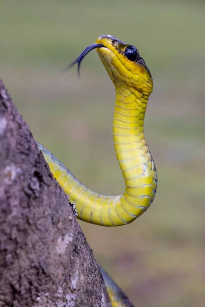 Australian Non Venomous Common Tree Snake Flickering Tongue — Stock Photo, Image