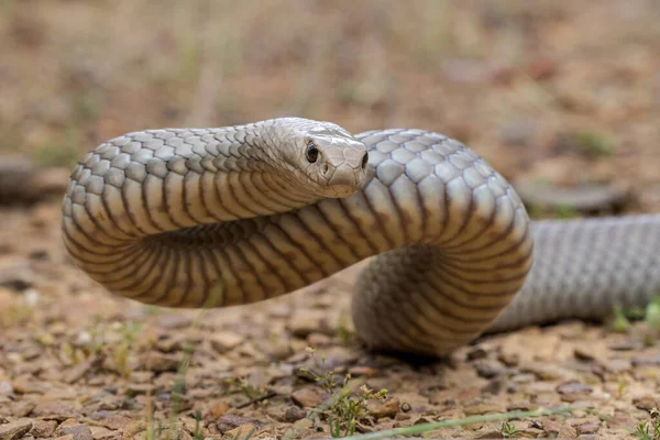 Australische Hochgiftige Östliche Braunschlange Schlagposition — Stockfoto