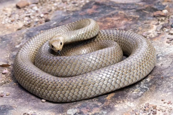 Australiska Mycket Giftiga Östra Bruna Orm — Stockfoto