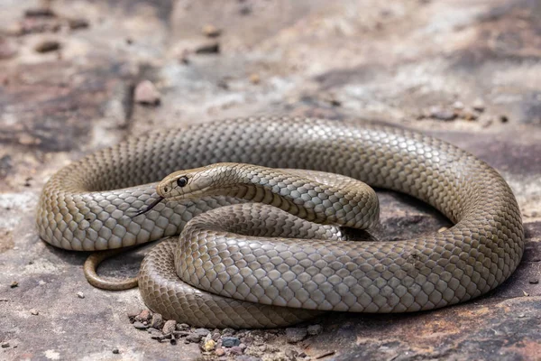 澳大利亚剧毒的东布朗蛇摇曳着它的舌头 — 图库照片