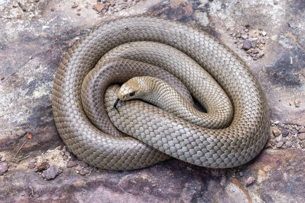 Australiana Altamente Venenosa Serpiente Marrón Oriental Parpadeando Lengua —  Fotos de Stock