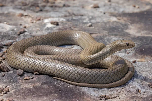 Αυστραλιανό Εξαιρετικά Δηλητηριώδες Ανατολικό Καφέ Φίδι — Φωτογραφία Αρχείου