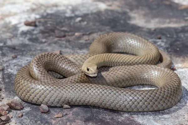 Serpiente Marrón Oriental Altamente Venenosa Australiana —  Fotos de Stock