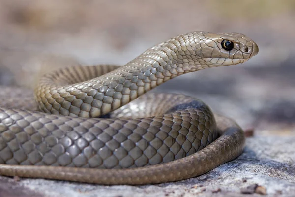 Close Australiano Altamente Venenoso Oriental Brown Snake — Fotografia de Stock