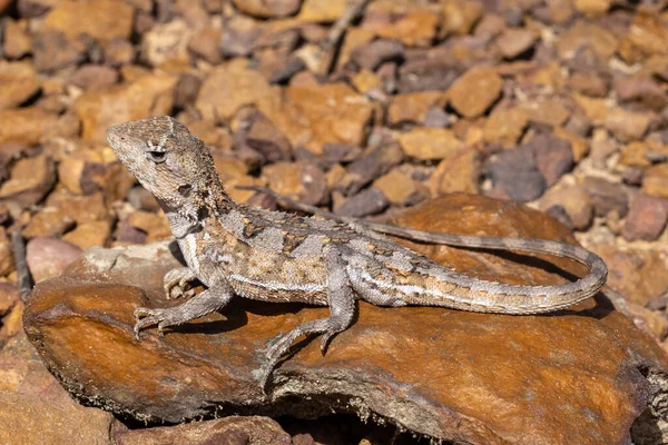 Australiska Mountain Dragon Sola Laterite Sten — Stockfoto