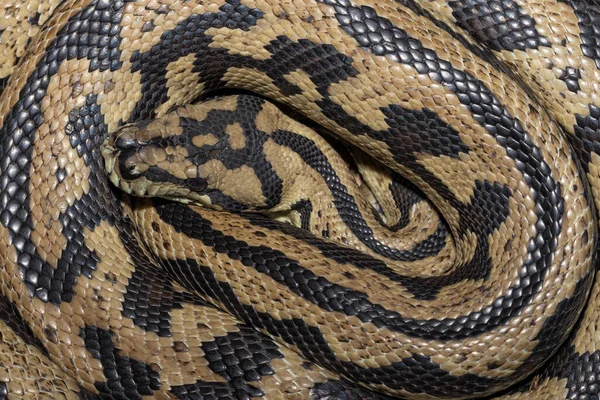 Australian Jungle Carpet Snake Curled — Stock Photo, Image