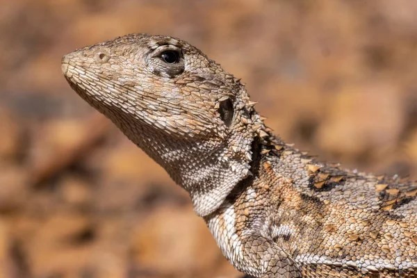 Close Mountain Dragon — Fotografia de Stock