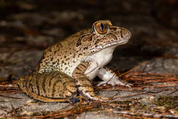 Australian Endangered Giant Barred Frog — Stock fotografie