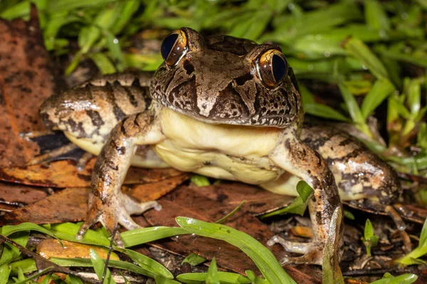 Australiska Utrotningshotade Jätte Barred Frog — Stockfoto