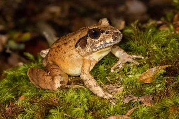 Australian Southern Barred Frog — Stock Photo, Image