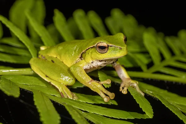 Sapo Árvore Verde Folha Australiana Que Descansa Folha Samambaia — Fotografia de Stock