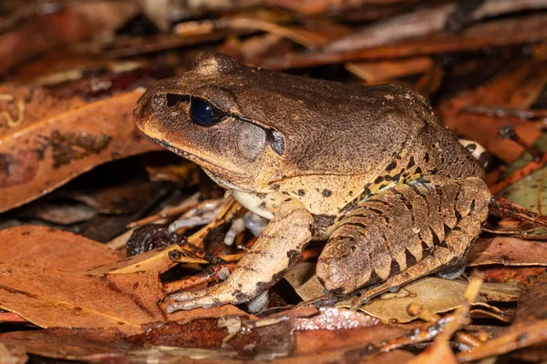 Australian Great Barred Frog Chão Floresta Tropical — Fotografia de Stock