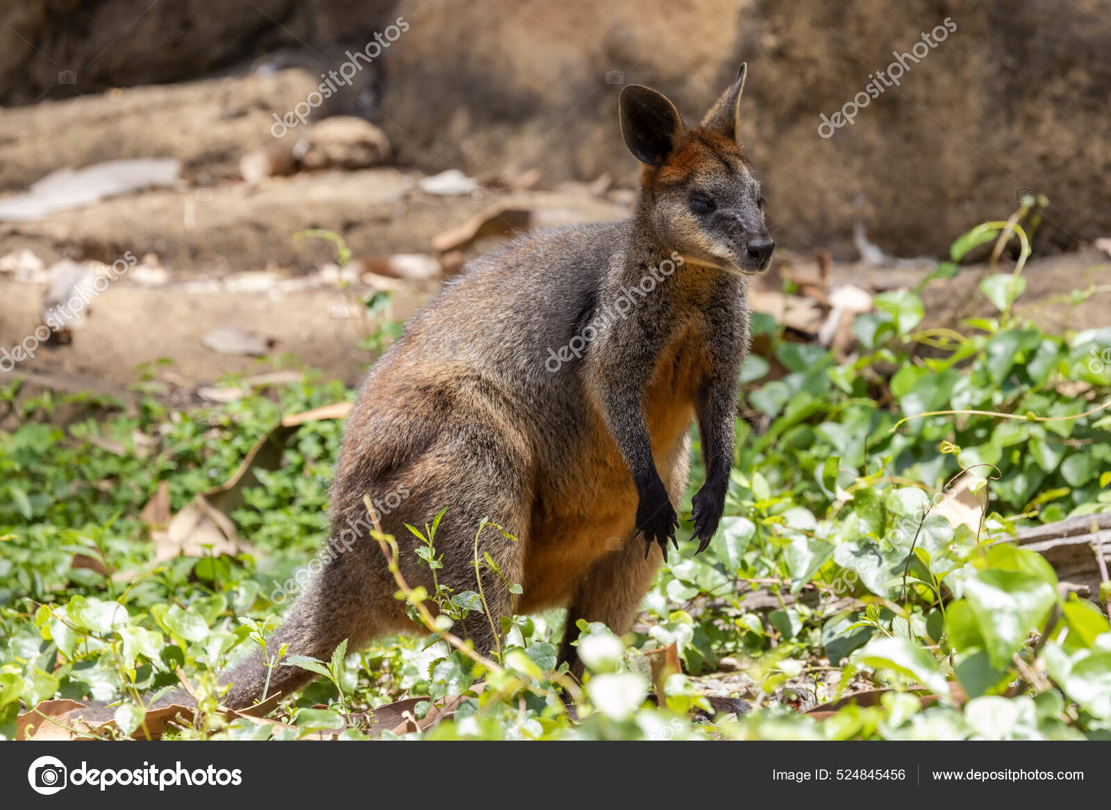 Australian Swamp Wallaby Rest Stock Photo by ©kengriffiths.live 524845456