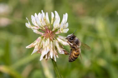 Bal arısı yonca çiçeğinden nektar ve polen topluyor.